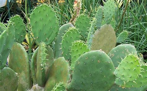 Inadequate sunlight is obvious when the plant becomes thin and listless in coloring. cactus prickly pear | ... and survival: Prickly Pear ...