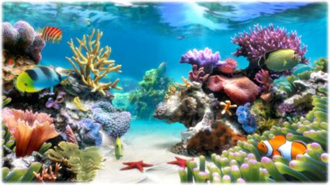 50 Aquarium Live Wallpaper Windows 8 On Wallpapersafari