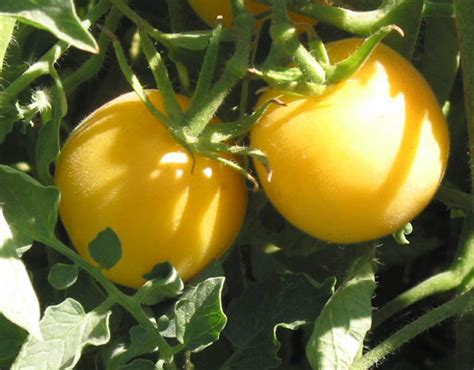 Peche Jaune Organic Tomato Seeds Tomatofest