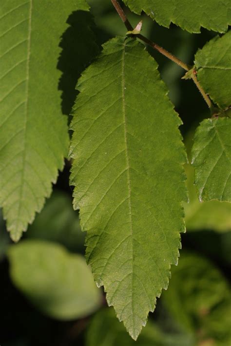 Ulmus Alata Ulmaceae Leaf Whole Upper Surface