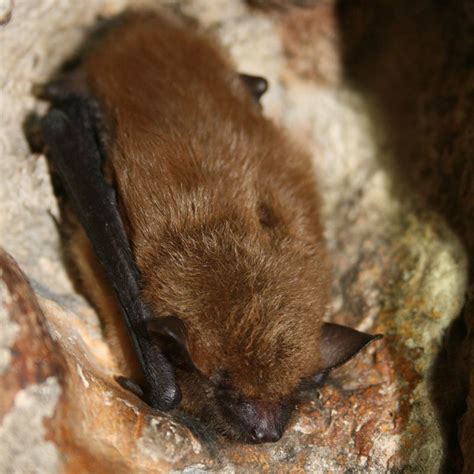 Ohio Brown Bats Buckeye Wildlife Solutions Columbus Ohio Bat Removal
