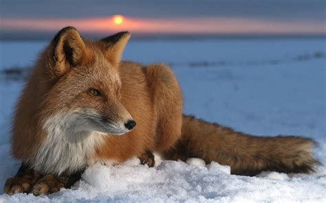 Fox Animals Snow
