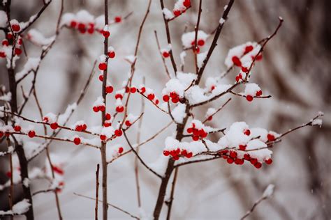 Free Images Tree Branch Snow Cold Winter Plant Leaf Flower