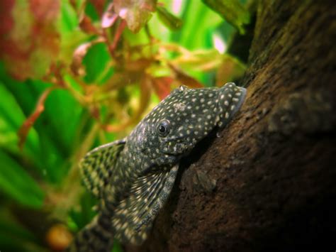 Er gehört der gattung silurus und der gruppe glanis an. Free Images : pet, reptile, fish, fauna, vertebrate, wels ...