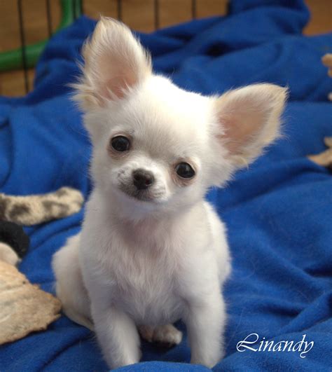 Jiminy My White Puppy Chihuahua Chihuahua Puppies Cute Baby Animals