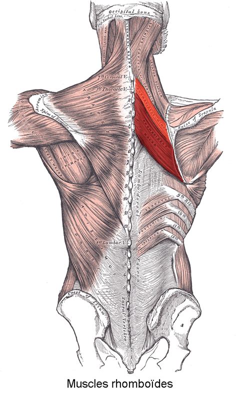 Muscles synonyms, muscles pronunciation, muscles translation, english dictionary definition of muscles. Rhomboid muscles - Wikiwand