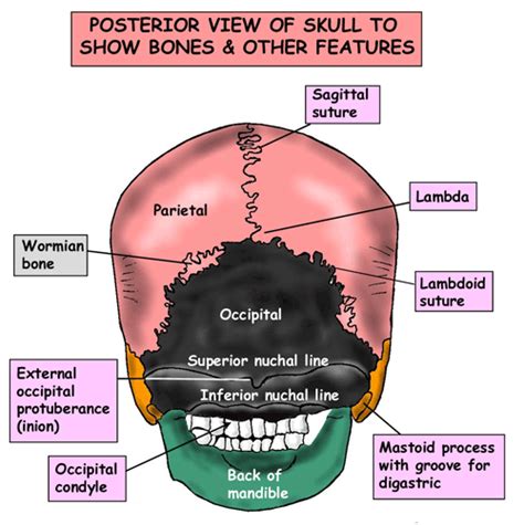 Head And Neck Areasorgans Skull Posterior View Of Skull