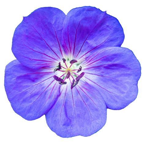 Purple Flower Png By Bunny With Camera On Deviantart