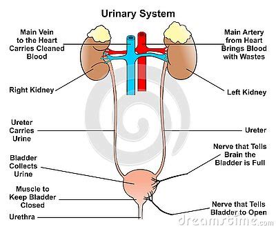 Human Urinary System Infographic Diagram Cartoon Vector CartoonDealer Com