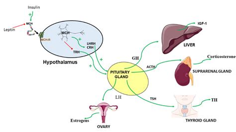 A Description Of The Crosstalk Between The Mch And Endocrine Factors