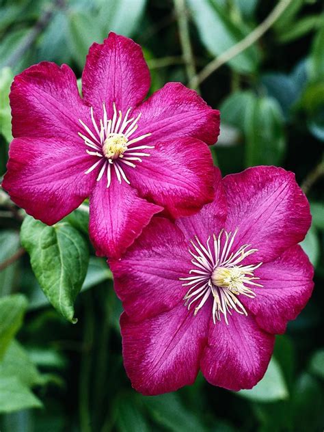 Check spelling or type a new query. Clematis: A Shade Garden Superstar | Flowering vines, Clematis