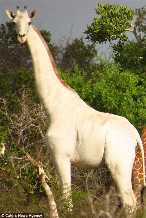 Its Worlds Giraffe Day 3 Types Of Giraffes We Have In Kenya Kenyatalk