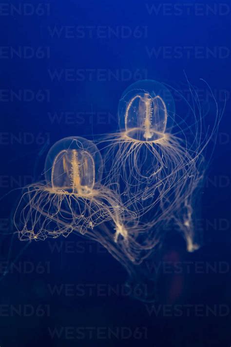 Canada Vancouver Jellyfish In Aquarium Stock Photo