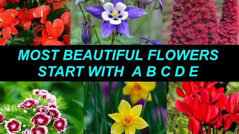 Beautiful Flower Names The Meanings Behind 50 Flower Names