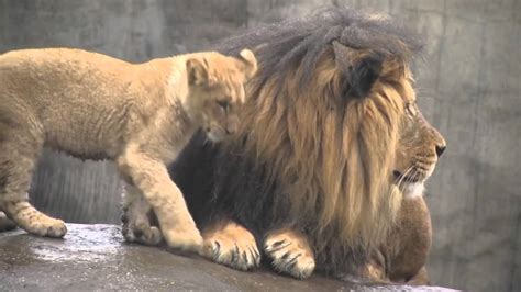 Lion Cubs Meet Dad Youtube