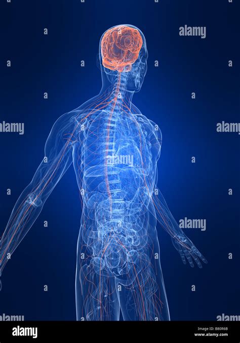 Anatomy Human Body Organs Brain Hi Res Stock Photography And Images Alamy