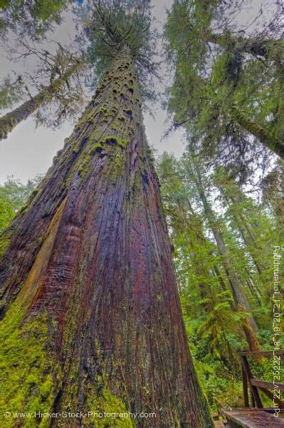 Western Redcedar Trees Pacific Rim National Park Vancouver Island