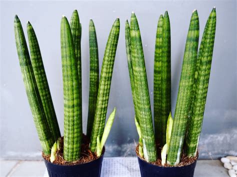 12 Different Types Of Snake Plants Garden Lovers Club