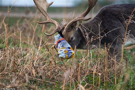 Shocking Images Reveal The Distressing Effects Of Litter On Wildlife In