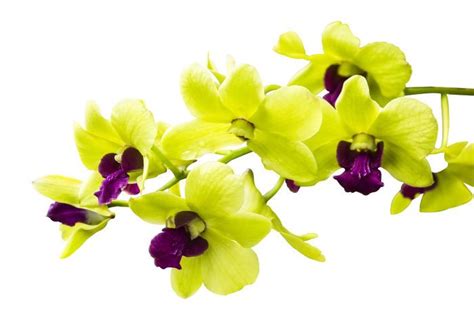 During victorian times, flowers often sent a secret, coded message to a suitor or secret admirer. Orchid Flower Color MeaningsWhile all orchids symbolize ...