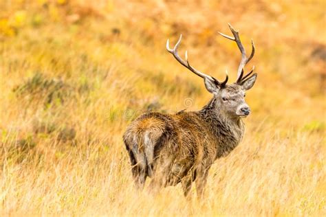Red Deer Stag In Autumn The Monarch Of The Glen Stood Majestically In