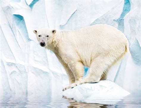 Animal Fact Guide Polar Bear 20 Interesting Polar Bear Facts Amazing
