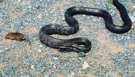 Black snakes in the garden & the house. How to Get Rid of Black Snakes in Central Florida | Garden ...