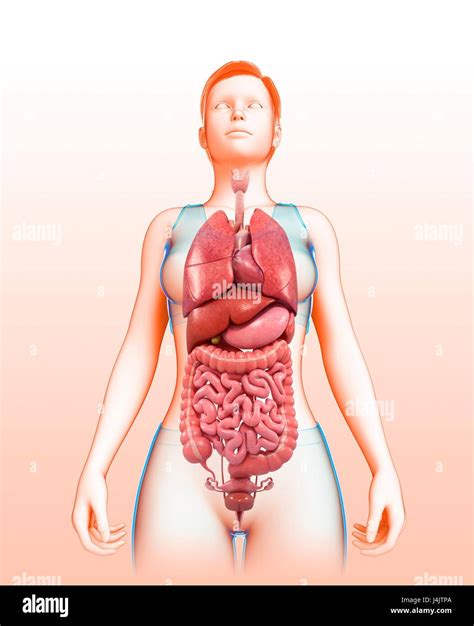 Cuerpo Humano Femenino Anatomia Dinami