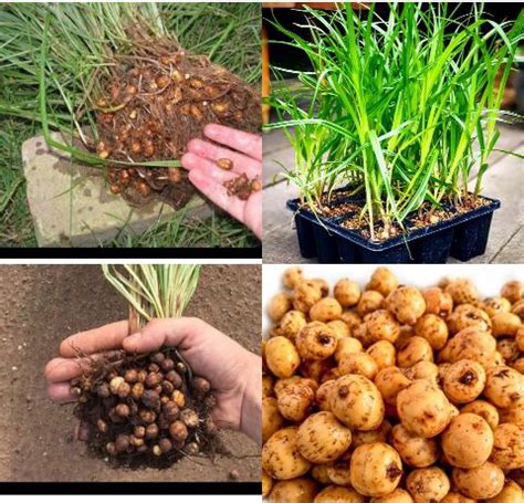 How To Plant Grow Tiger Nut 9JAINFORMED