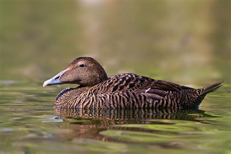 Maybe you would like to learn more about one of these? Eiderente Weibchen Foto & Bild | tiere, wildlife, wild ...