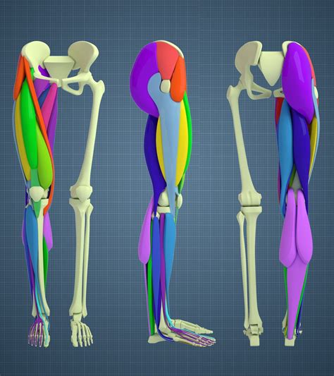 Leg Anatomy Anatomy For Artists Anatomy Study