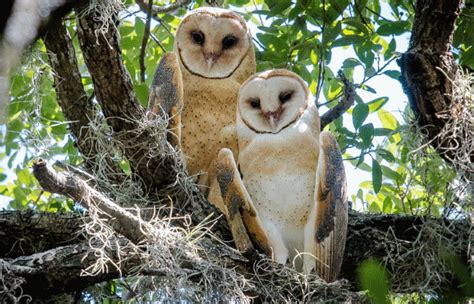 Barn owls are a schedule 1 and 9 species. What Do Owls Eat - Definitive Guide to 33 Types of Owls ...