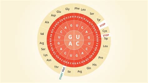 Essential Amino Acids Chart Abbreviations And Structure Technology Networks Peptide Bond