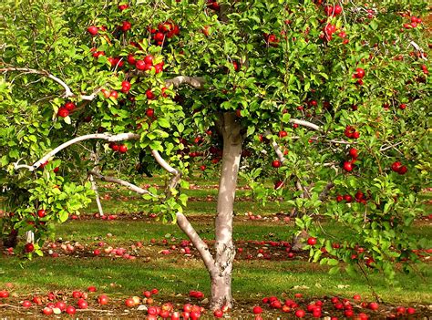 Apple Tree Photo