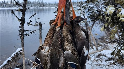 Alaska Duck Hunting 2023 Waterfowl Delta Alaska Youtube