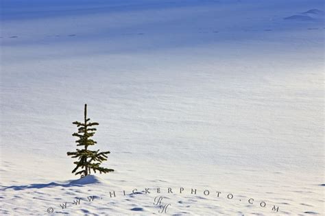 Photo Single Tree Snowfield Banff National Park Photo Information