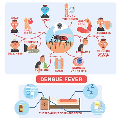 Dengue Infographic Illustrations Royalty Free Vector Graphics And Clip
