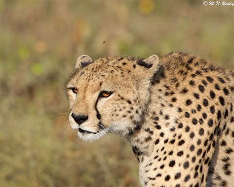 Cheetah Portrait Wildlife Photography Wildlife Animals