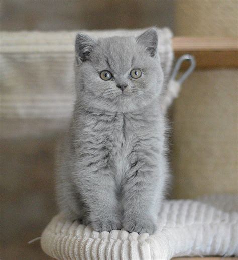 British Shorthair Kittens For Sale Exeter British Shorthair