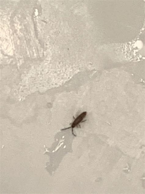Flea Like Bugs In Bathroom Sink Artcomcrea