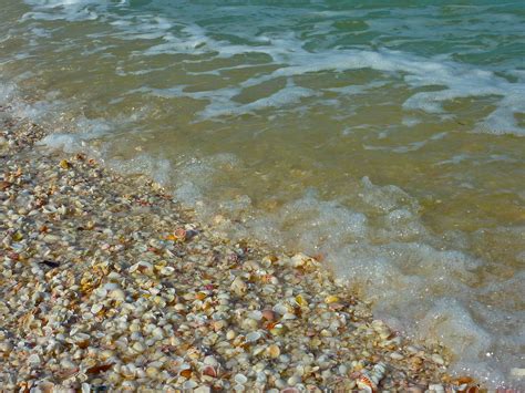 I See Seashells | I Love Shelling