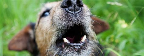 What's the best way to stop excessive dog barking? How to Train Your Older Dog to Stop Barking - Wag!