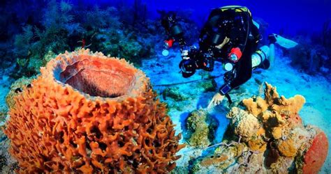 Scuba Diving In Jeddah Explore Majestic Marine Life Of Red Sea