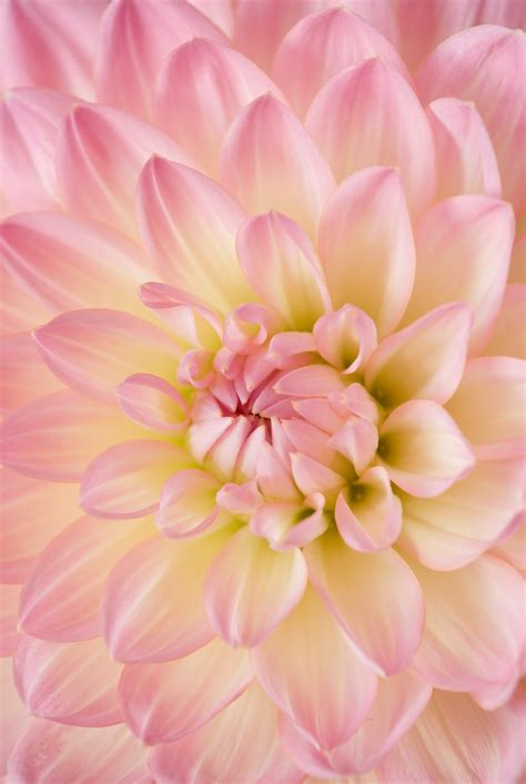 Images of flower is very interesting hobby for ideal way to spend some awesome moment of enjoyment and definitely here is some very unique flowers images download for special photos which pay attention of anybody. pink dahlia in bloom photo - Free Flower Image on Unsplash