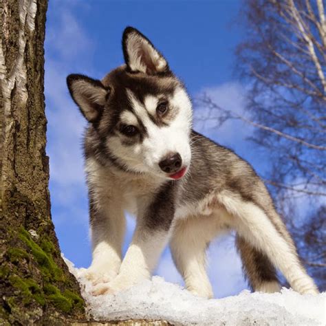 White Wolf 15 Cute Husky Puppy Pictures Are Going To Make Your Day