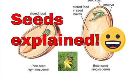 Seed Germination Explained What Is A Seed How Do Seeds Grow Youtube