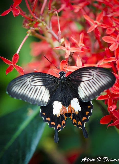 Fuscous Swallowtail Papilio Fuscus Swallowtail