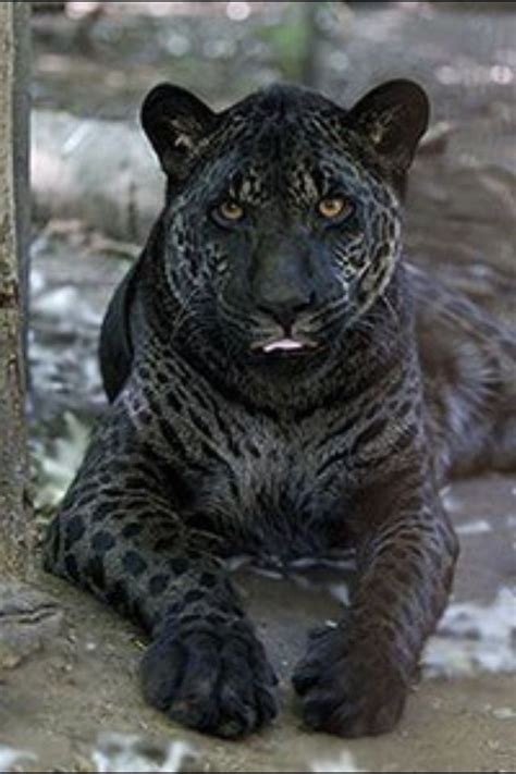 Jaguar Lion Rare Animals Wild Cats Cute Animals