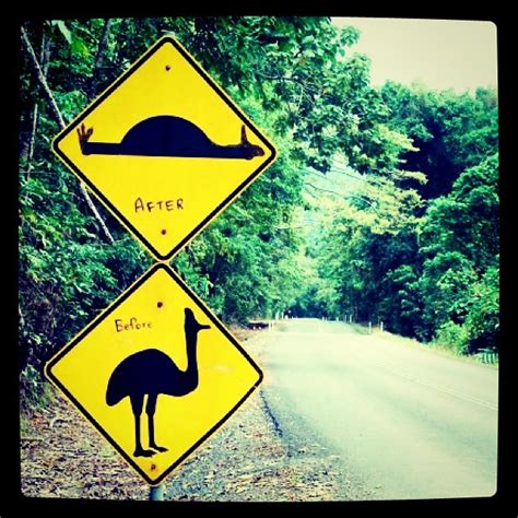 Cassowary And Speed Bump Sign North Queensland Daintree Flickr