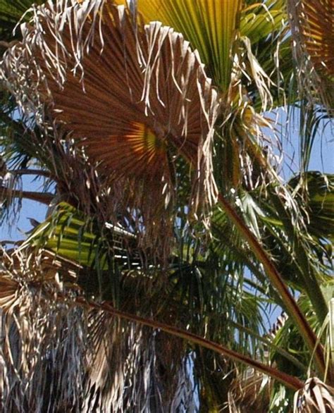 Queen Palms In Danger Four Seasons Tree Care